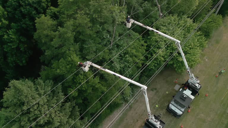 Best Hazardous Tree Removal  in Cedar Glen Lakes, NJ